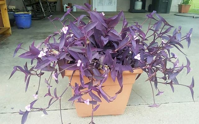 Purple-heart spiderwort