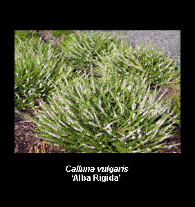 heather 'Alba Rigida'