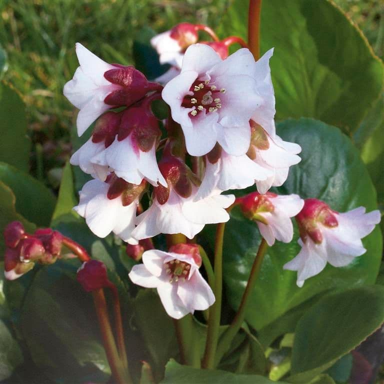 elephant's ears 'Harzkristall'