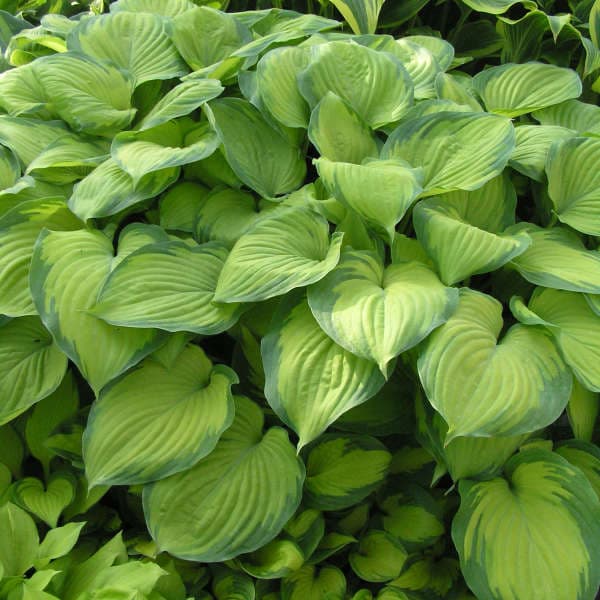 plantain lily 'Guacamole'