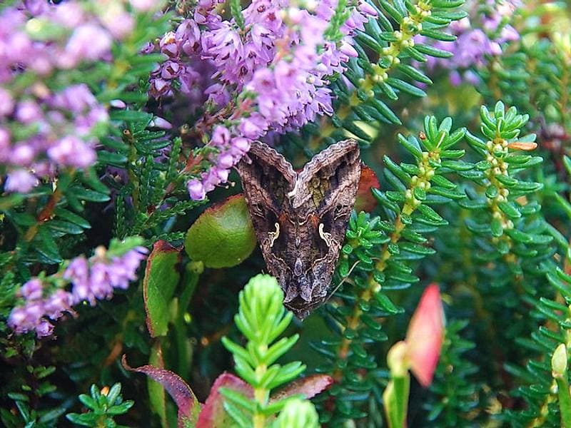 heather 'Tijdens Copper'