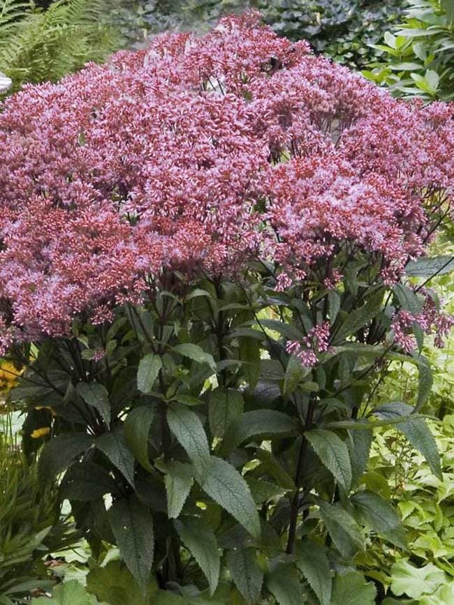 Coastal Plain Joe-Pye Weed 'Baby Joe'