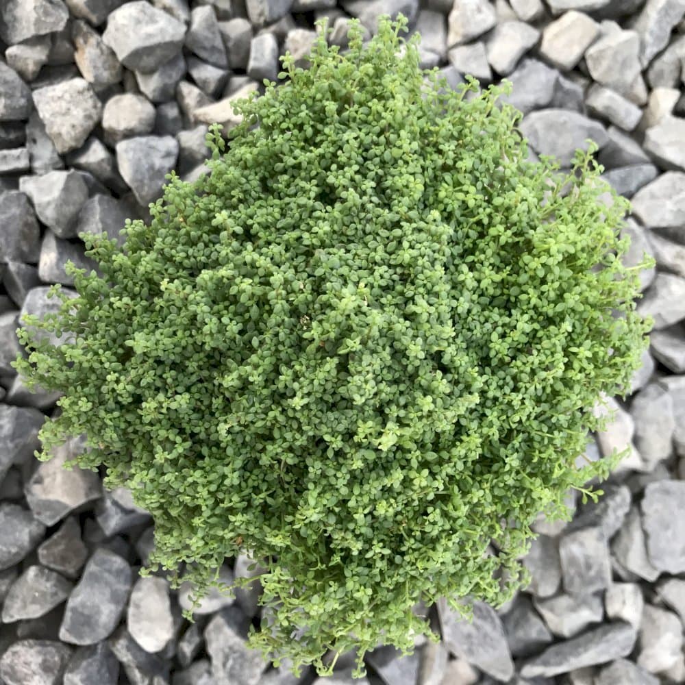 Balearic pearlwort