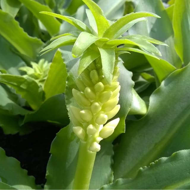 Pineapple Lily