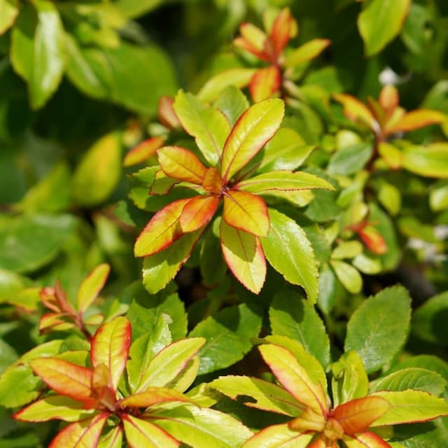 Escallonia
