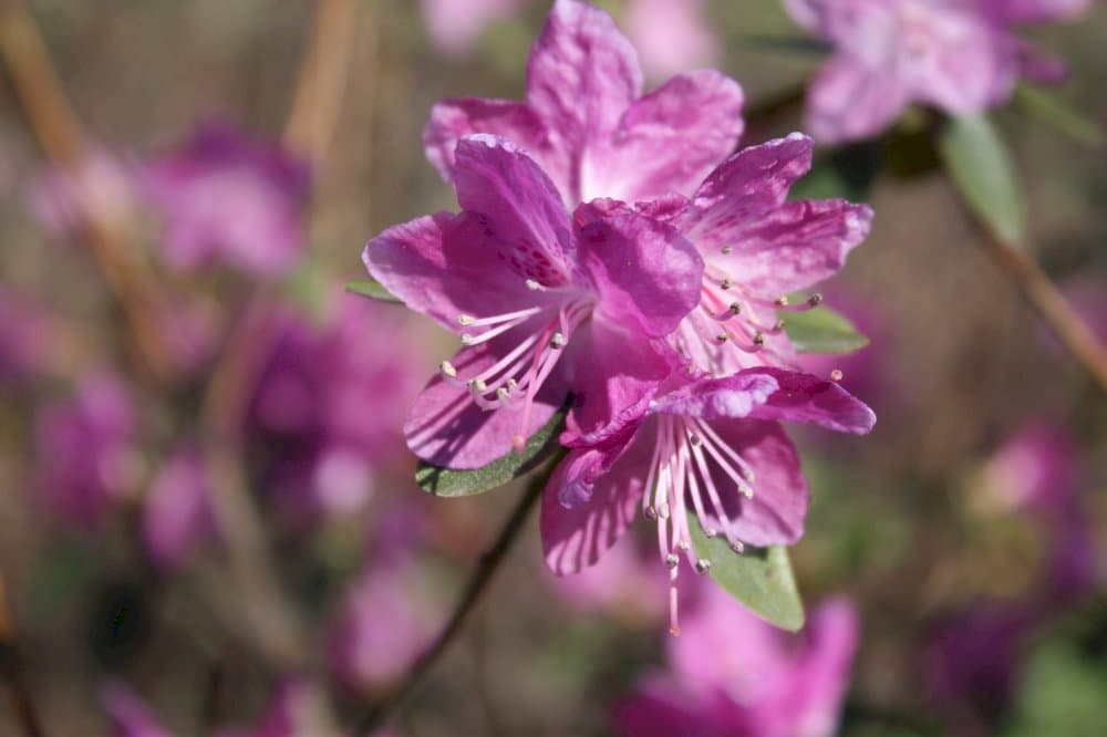 Dahurian rhododendron