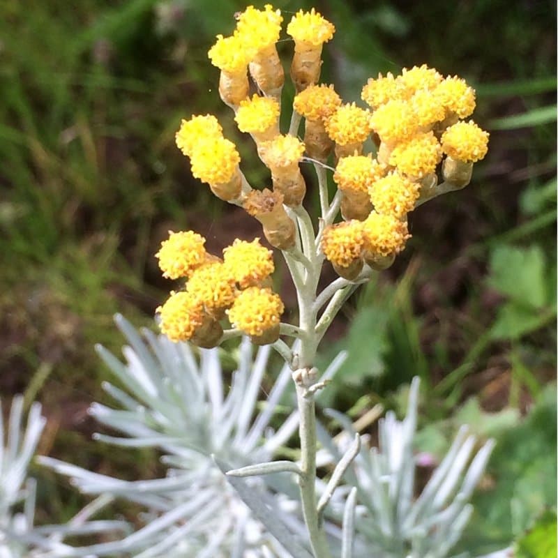 Curry plant 'Korma'