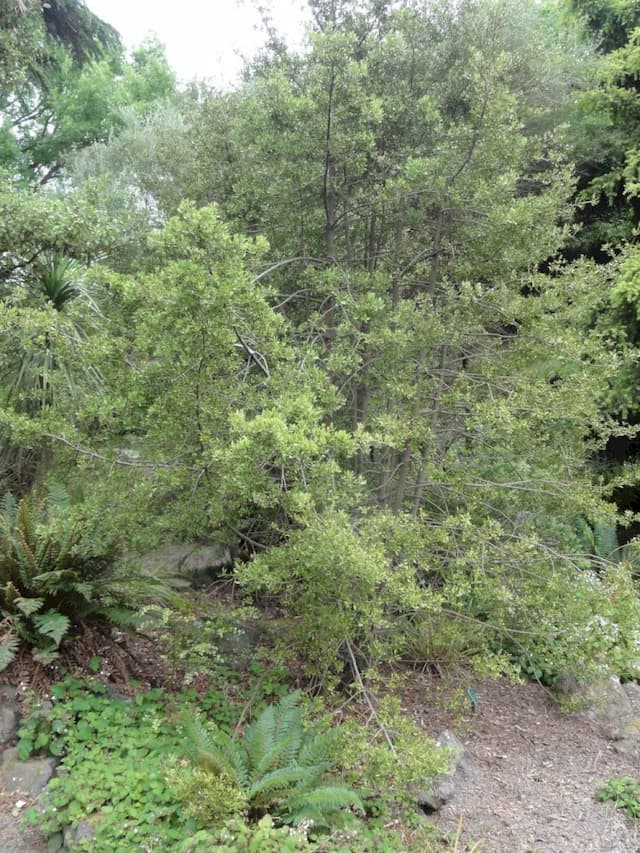 Alpine celery pine