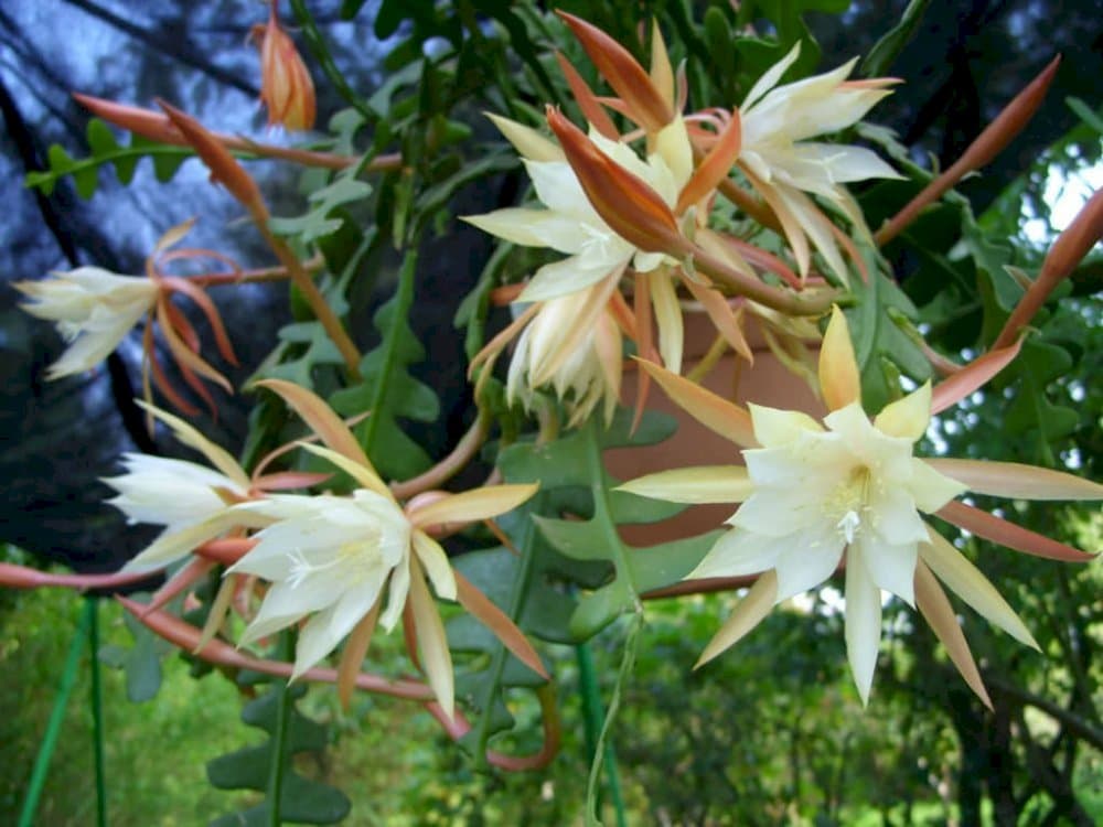 fishbone cactus