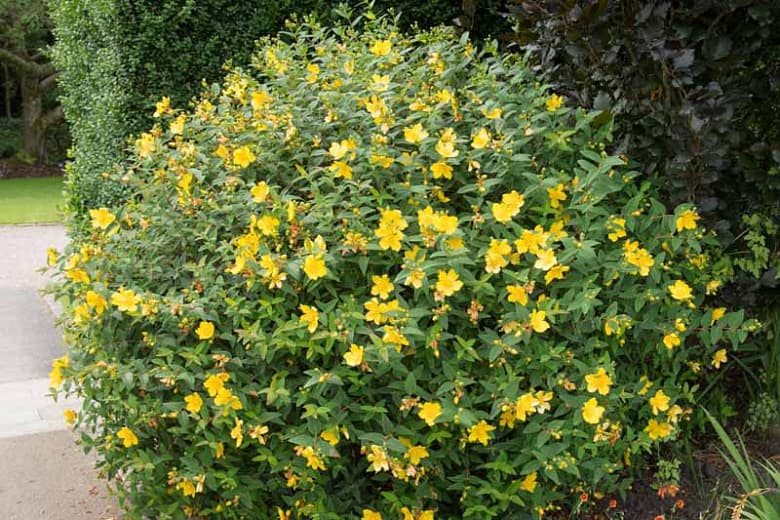 goldencup St John's wort