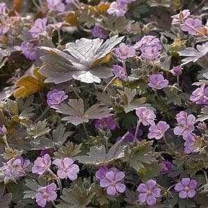 Geranium 'Bob's Blunder'