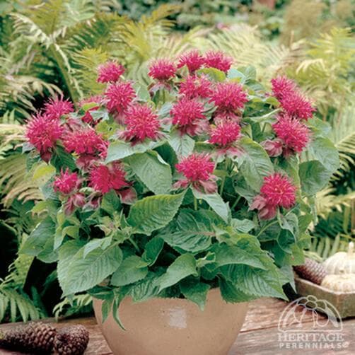 Scarlet Beebalm 'Pink Supreme'