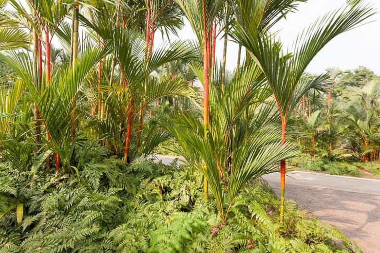 sealing-wax palm