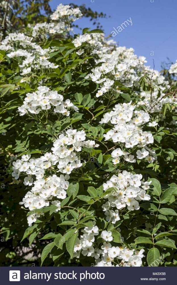 Himalayan musk rose