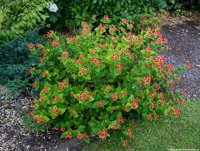 St John's Wort 'Alldiablo'