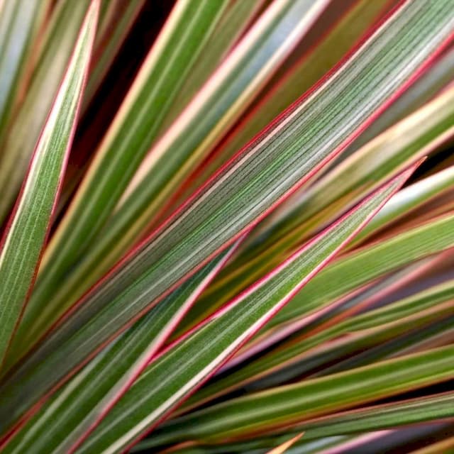 Madagascar Dragon-Tree 'Bicolor'