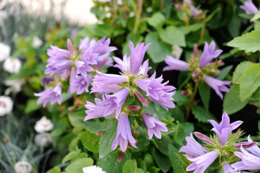 bellflower 'Viking'