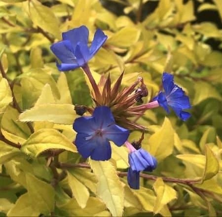 Chinese plumbago