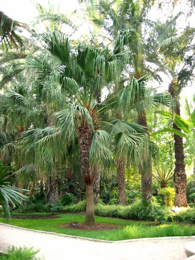 Chinese fan palm