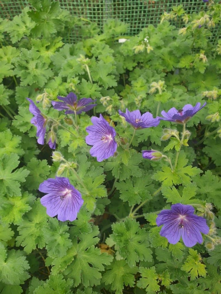 Geranium 'Alan Mayes'