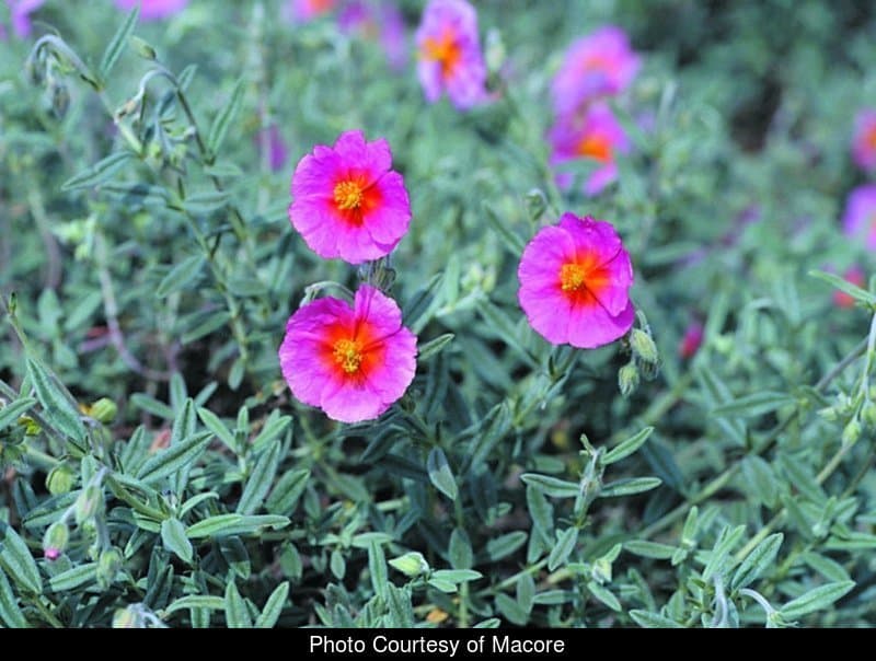 Rock rose 'Ben Hope'