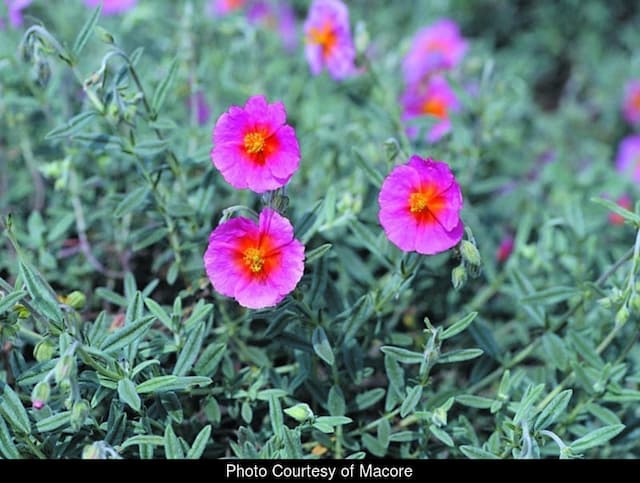 Rock rose 'Ben Hope'