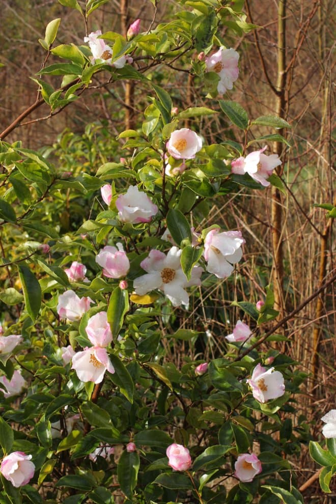 Camellia Evening Waiting