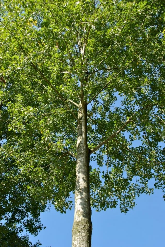 Populus 'Robusta'