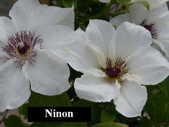 Clematis Ninon