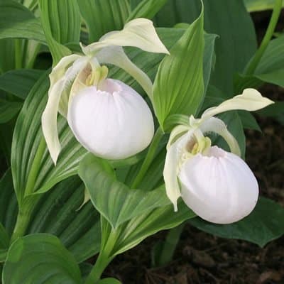 Cypripedium Sabine gx 'Pastel'