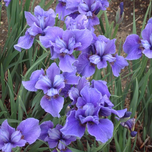 Siberian iris 'Dreaming Spires'