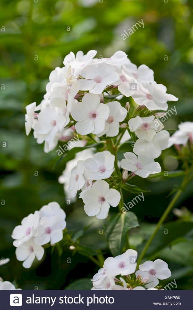 perennial phlox 'Amethyst'