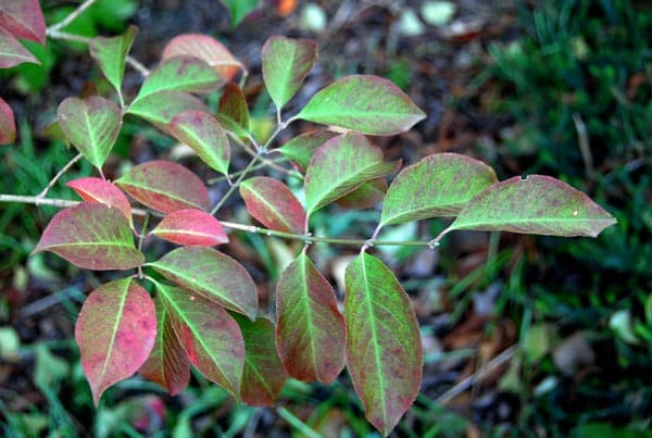 Blood red spindle