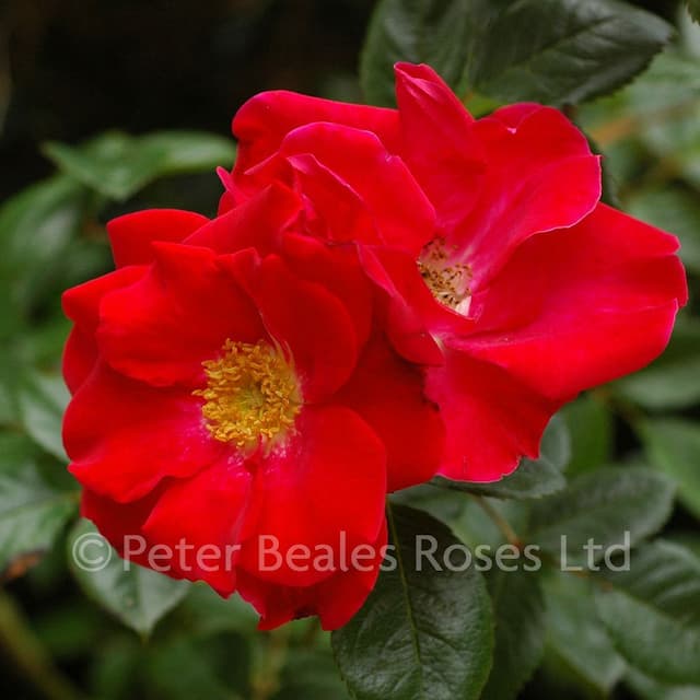 Rose 'Chewton Rose'