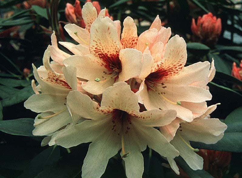 rhododendron 'Champagne'