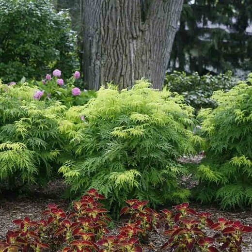 Red Elderberry