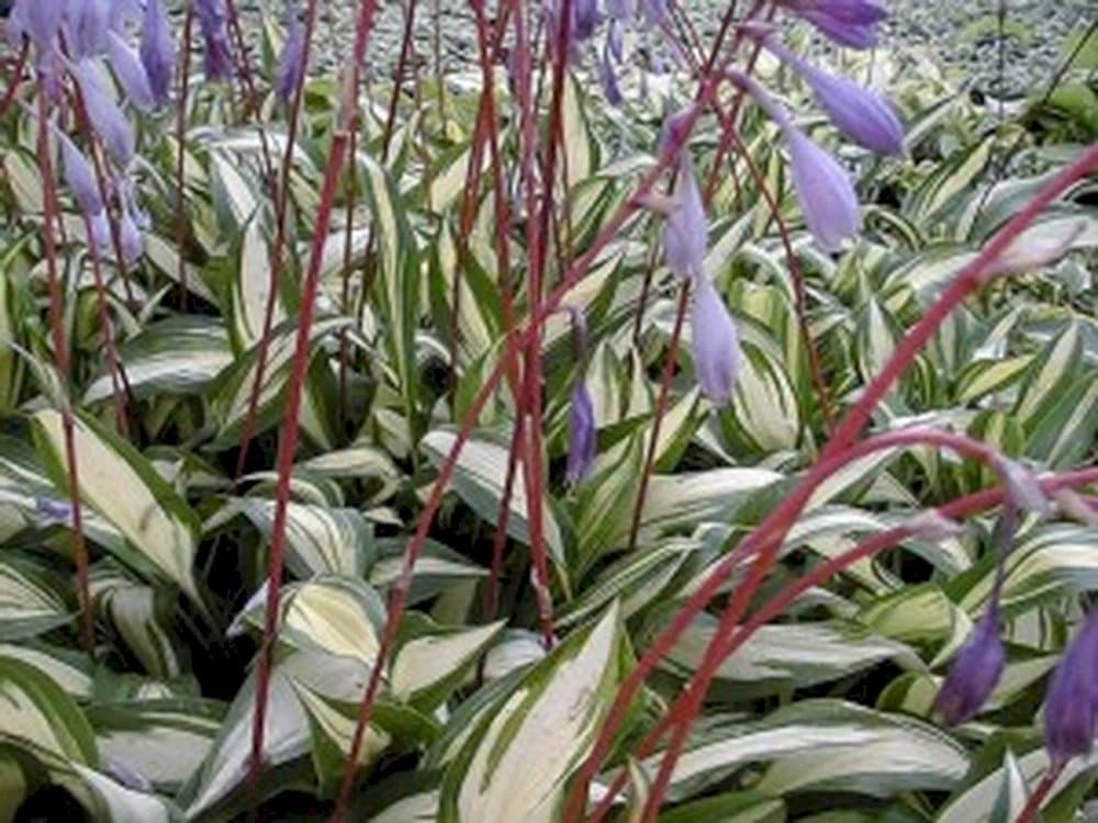 plantain lily 'Cherry Berry'