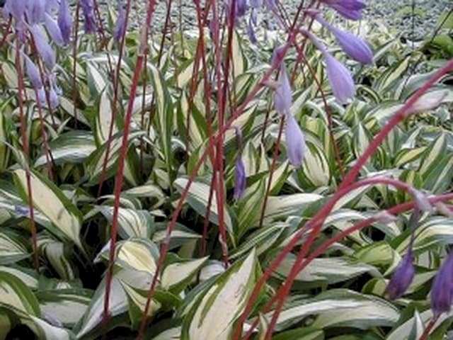 Plantain lily 'Cherry Berry'