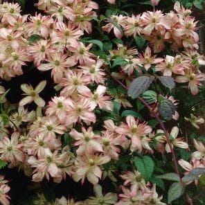 clematis 'Marjorie'