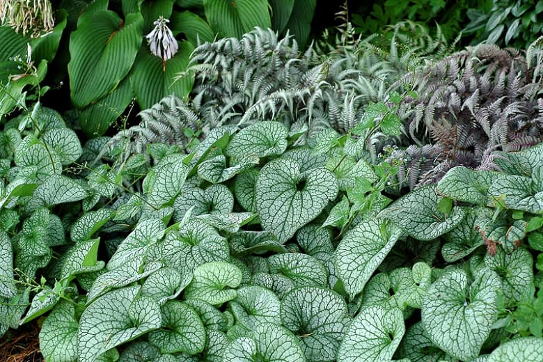 Siberian bugloss 'Alexanders Great'