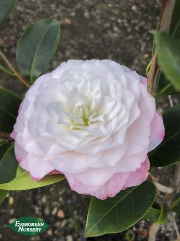 camellia 'Nuccio's Pearl'