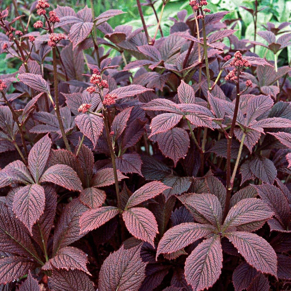 Rodgersia 'Chocolate Wing'