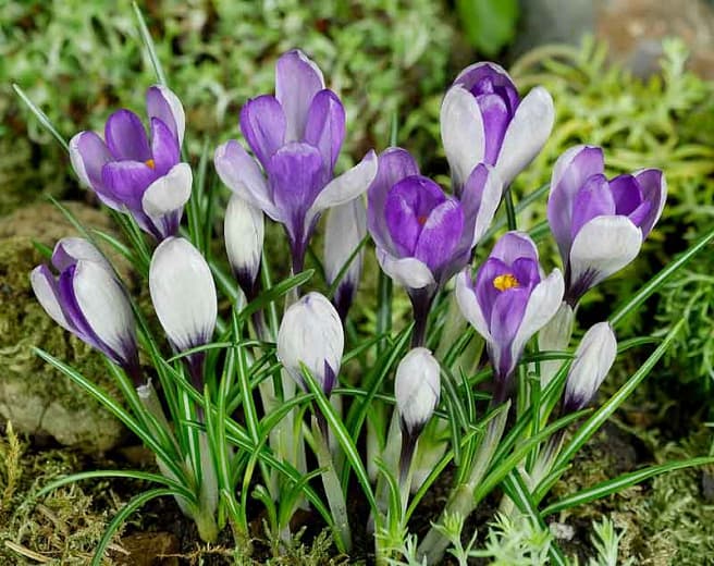 crocus 'Yalta'