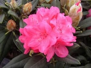 rhododendron 'Aloha'