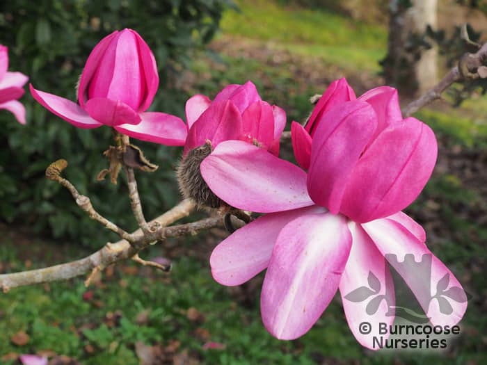 magnolia 'Darjeeling'