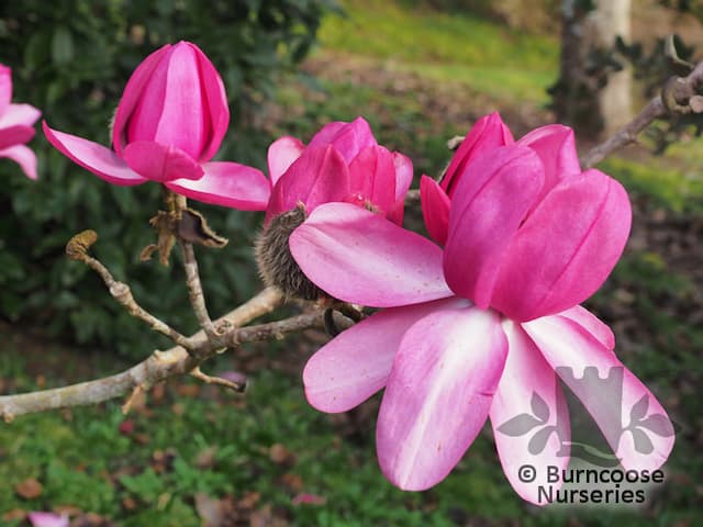 Magnolia 'Darjeeling'