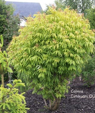 European red elder 'Plumosa Aurea'