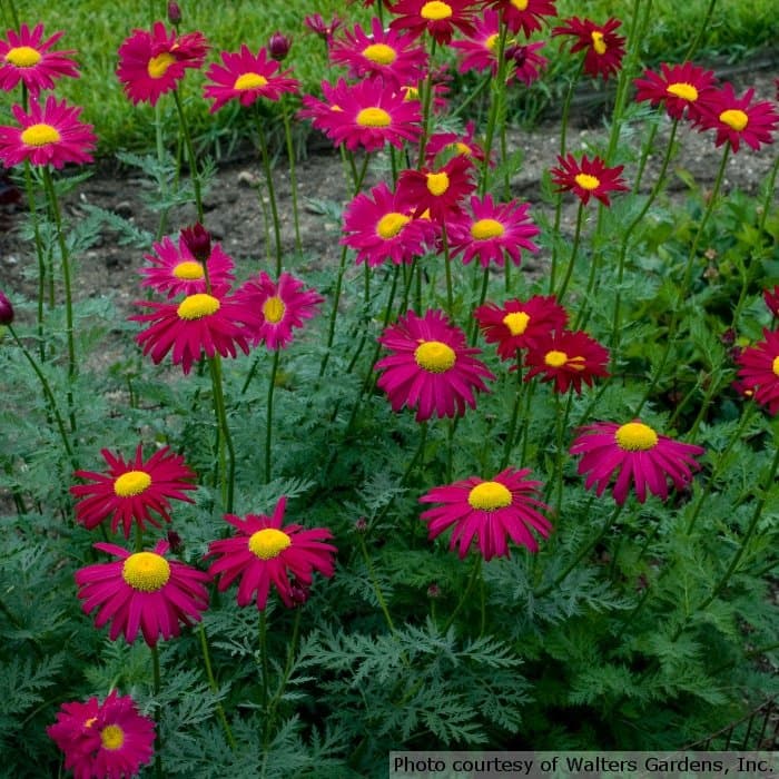 Painted daisy Robinson’s red-flowered