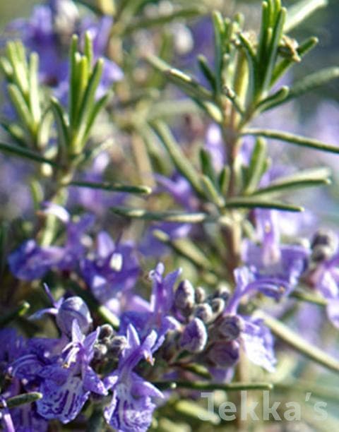 Rosemary 'McConnell's Blue'