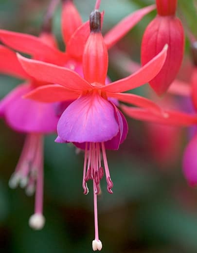 fuchsia 'Beacon'